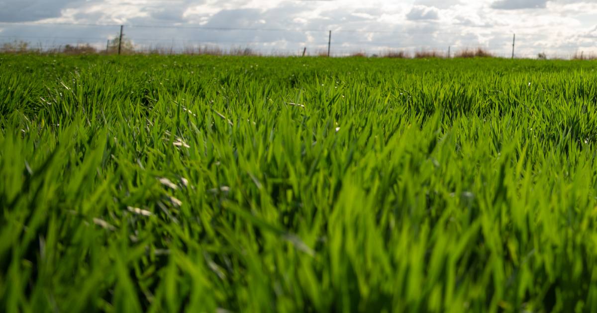 'Must-attend' grain updates rolling through Queensland