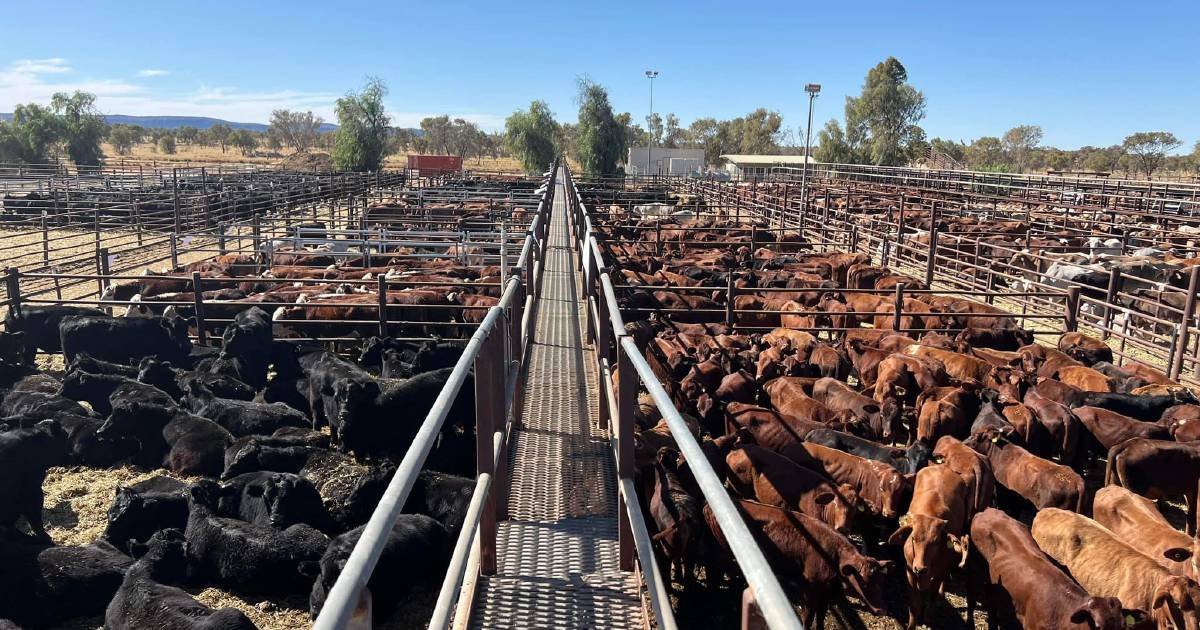 Alice Springs Show and sale fires