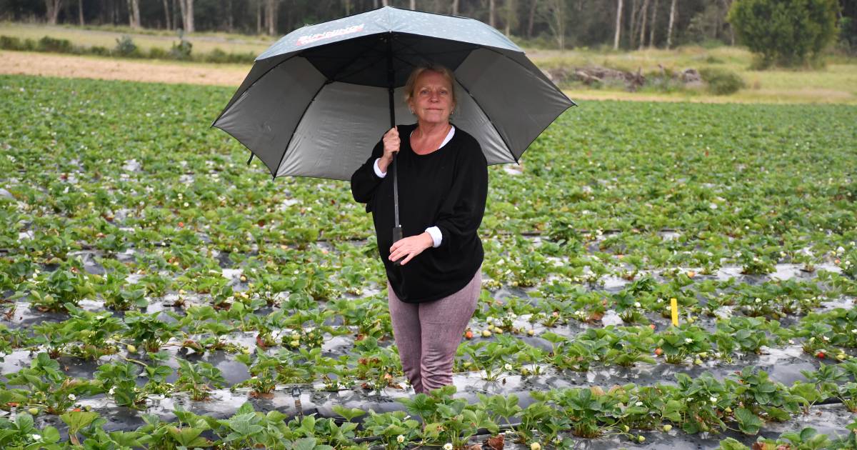 Berries battered by wet weather but growers hope for late season success