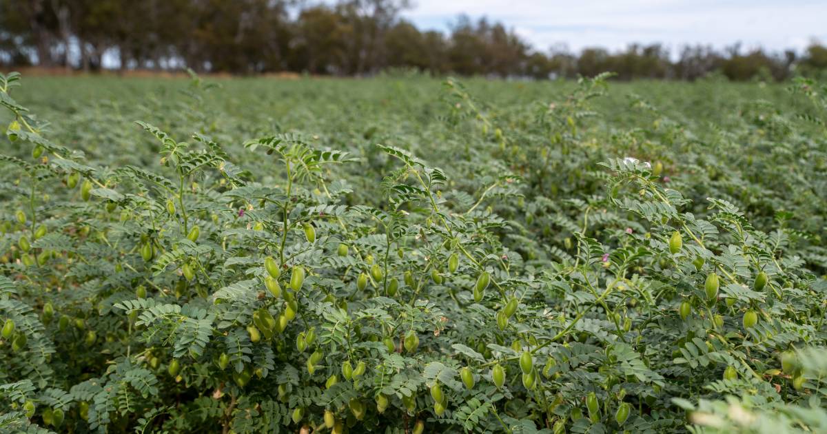 Summer chickpeas could soon be a reality for Queensland