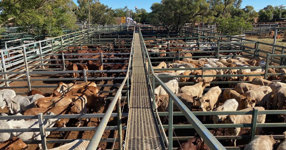 Market firm at Blackall