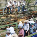 Charbray weaner steers sell for $1695 at Woodford | Queensland Country Life