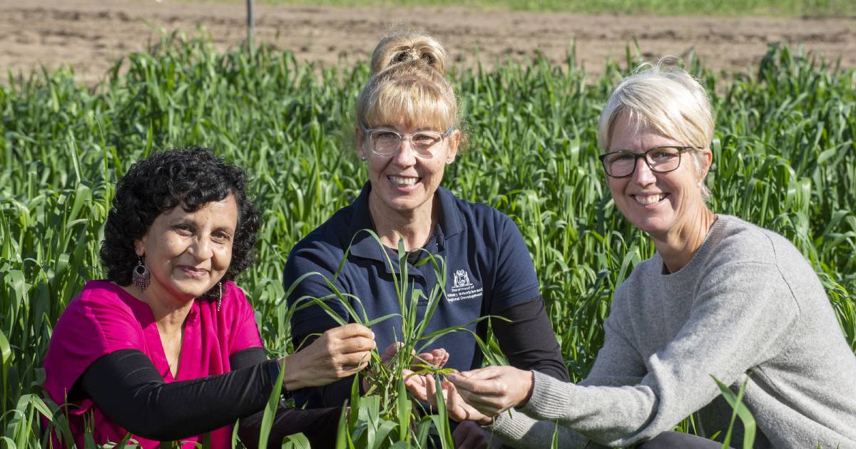 Wheat lines bred for resistance