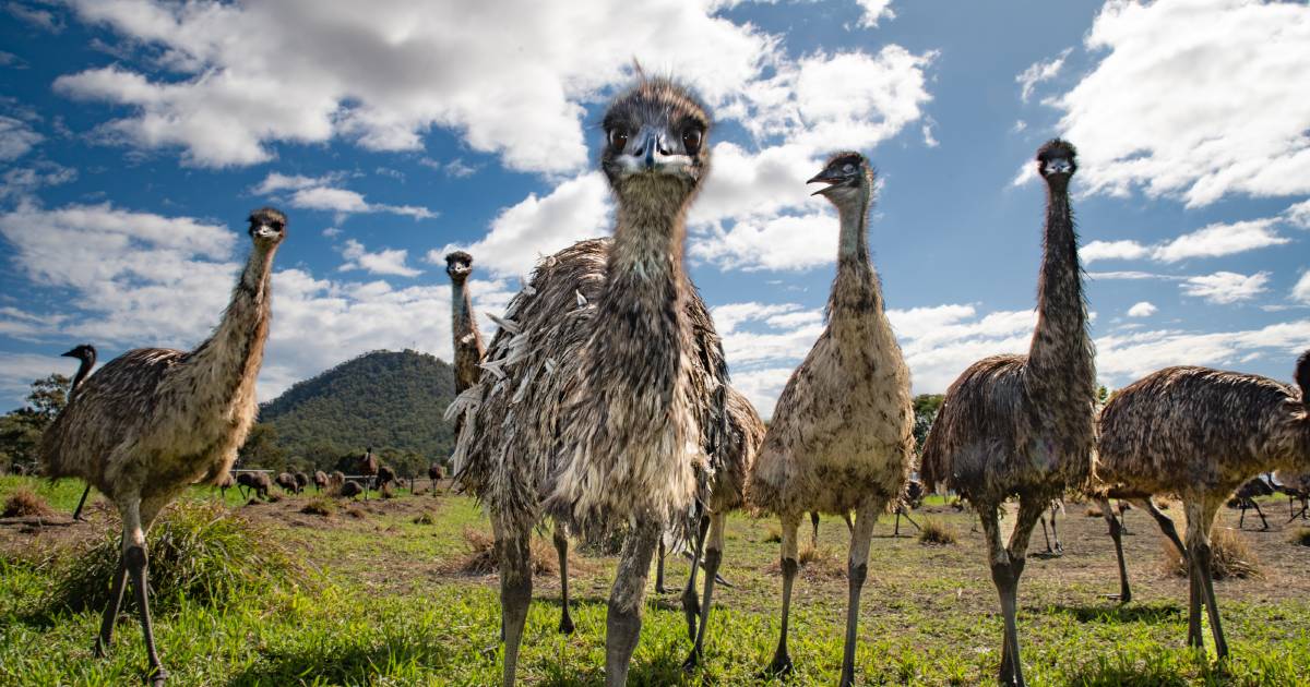 Famous emu farm hits the market as owners expand