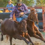 Braford herd dispersal shines at Dubbo store sale