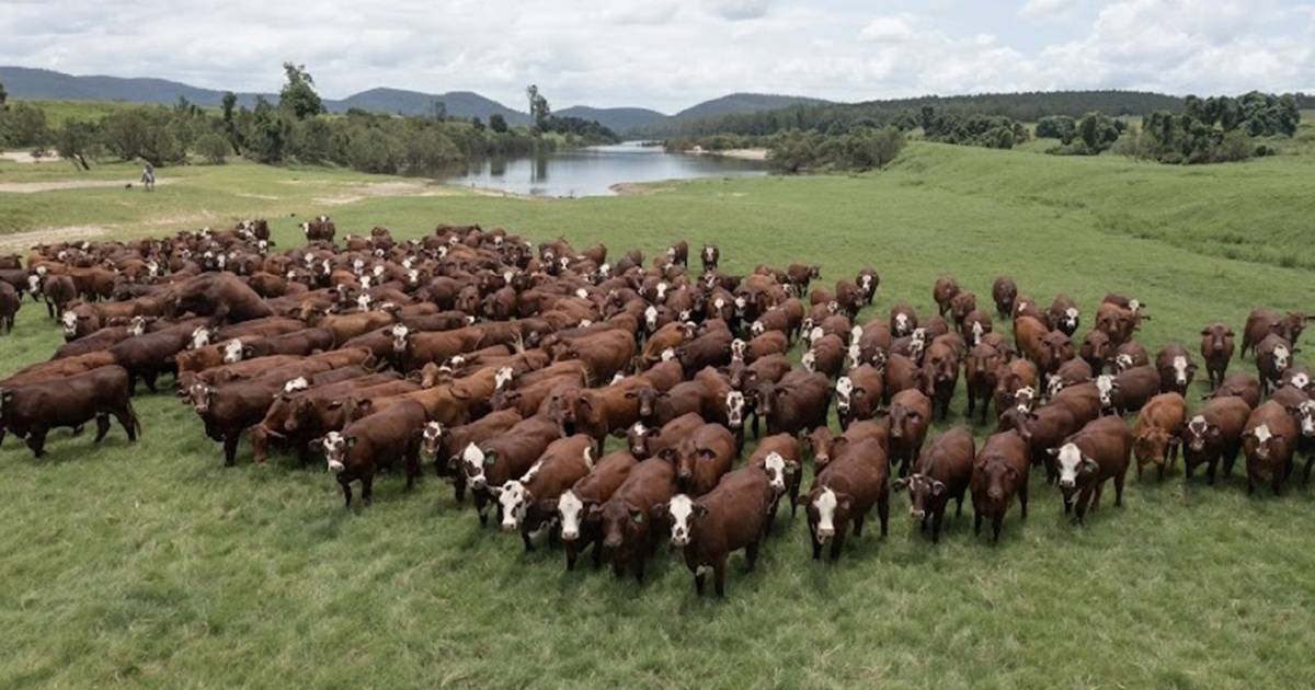 Hybrid vigour will drive commercial production at historic Yulgilbar Station on the Clarence | Queensland Country Life