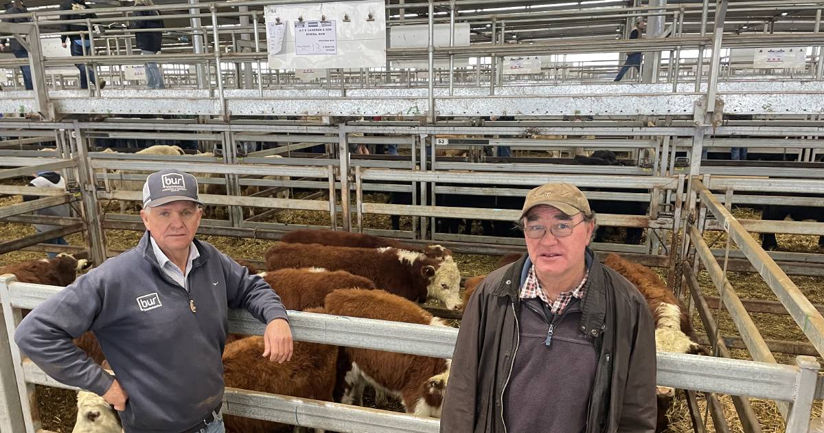 Steers top $2260 at Wodonga, females to $2960