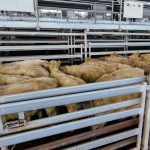 Faces from the ALMA National Saleyards Expo | Photos