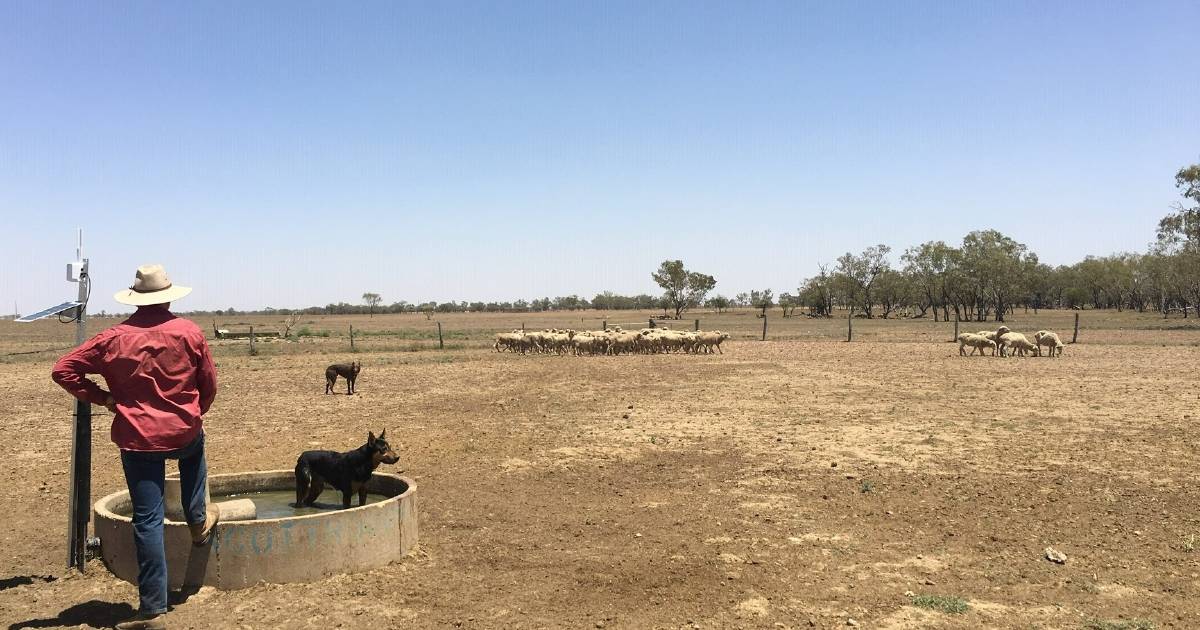 Alarming distances rangeland Merinos travel each day