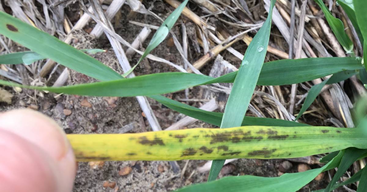 Spartacus leaf tipping in barley