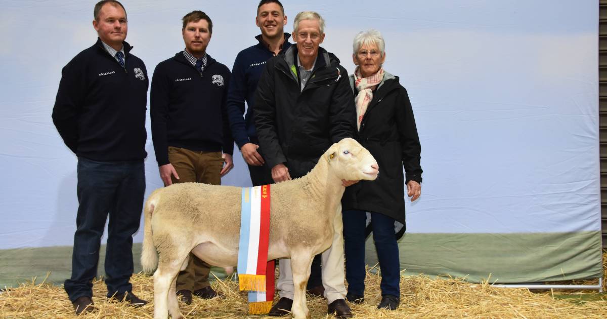 Hillcroft Farms UltraWhite stud, Popanyinning, impresses judges at Australian Sheep & Wool Show at Bendigo | Farm Weekly