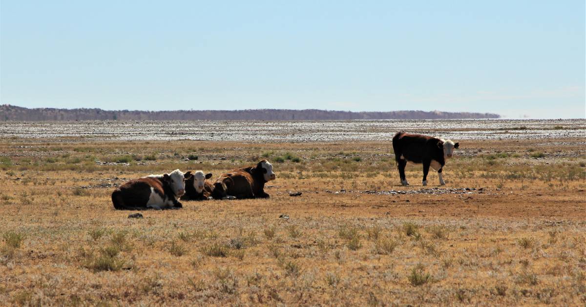 RAPAD on the front foot to counteract biosecurity threats | Queensland Country Life