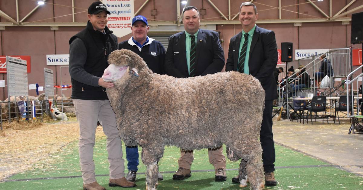 Kolindale’s Luke Ledwith spends $115,000 on Collinsvale Poll Merino sire at Bendigo | Farm Weekly