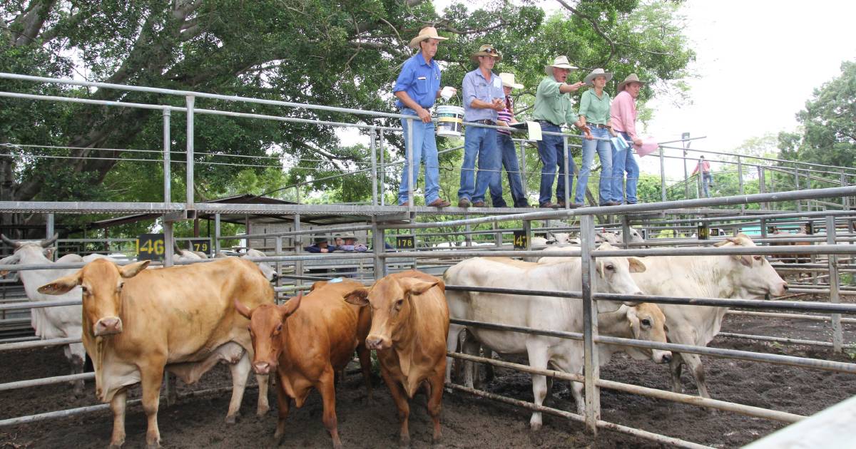 Larger yarding drawn at Mareeba