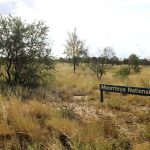 Glenlea Beef reaches $16,000 top at Winton sale | Queensland Country Life