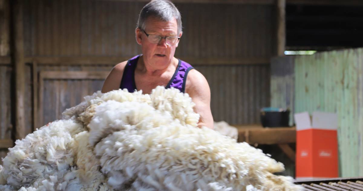 Woolclasser Chris Britnell has worked at the Teviot shed for 50 years | Queensland Country Life