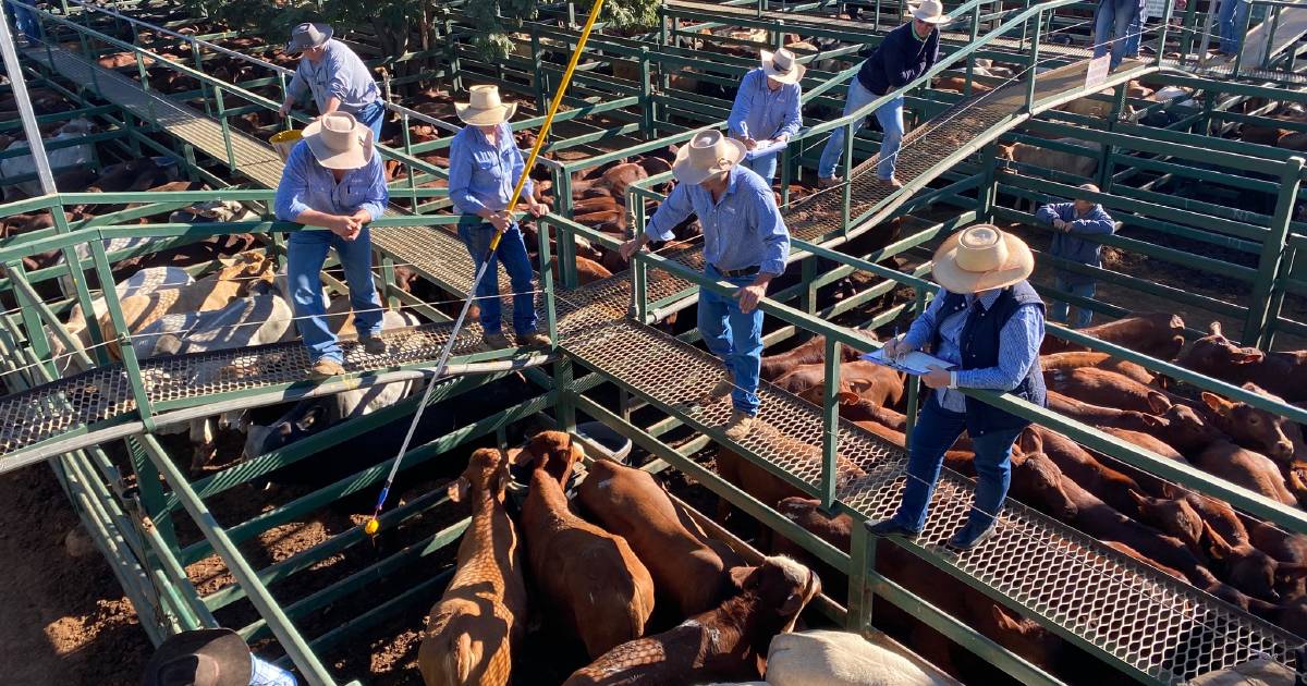 Top Santa weaner heifers make 668.2c/$1897 at Blackall. | Queensland Country Life