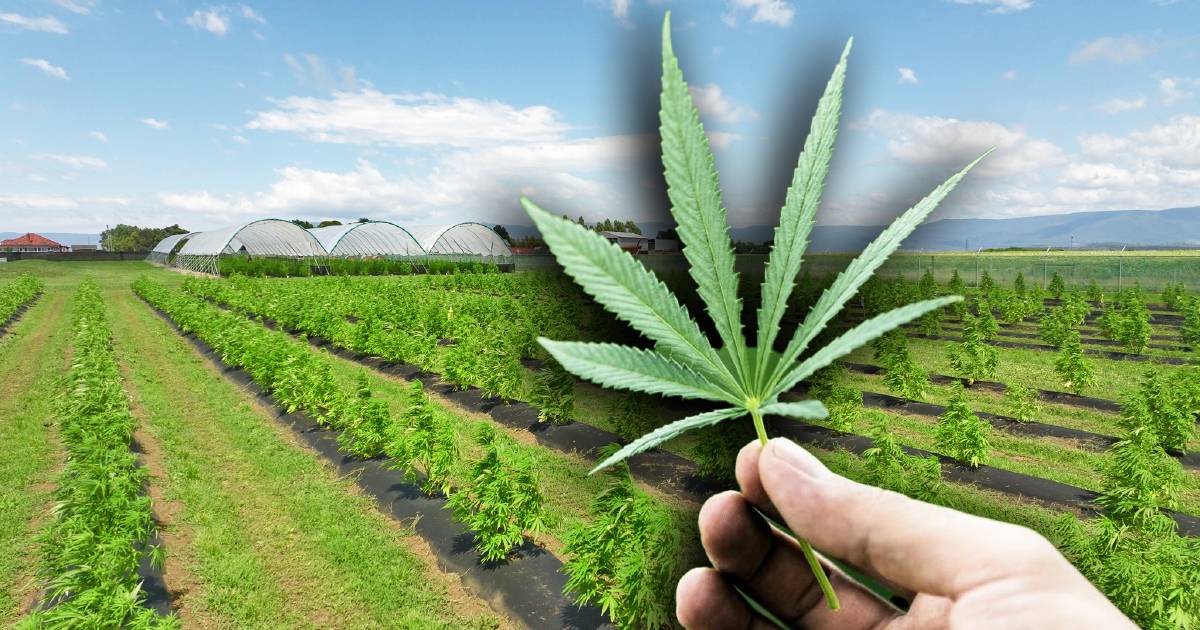 Cannabis farm pioneer decides a taste of its own medicine will secure its future | The Land