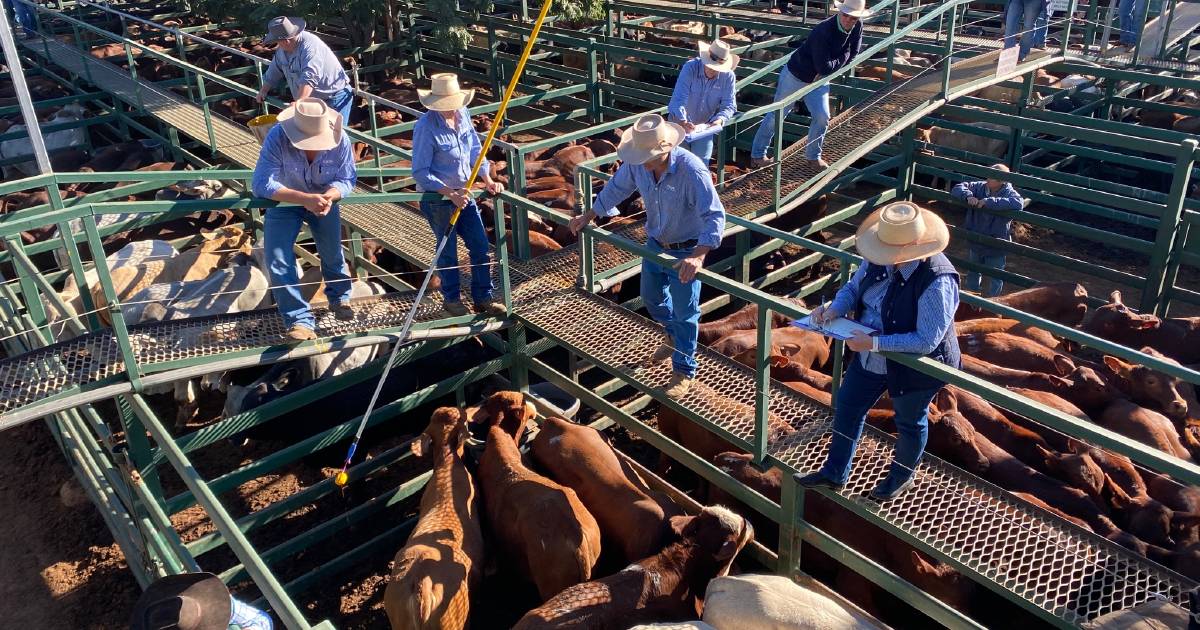 Lightweight steers top at 602c, average 557c at Blackall | Queensland Country Life