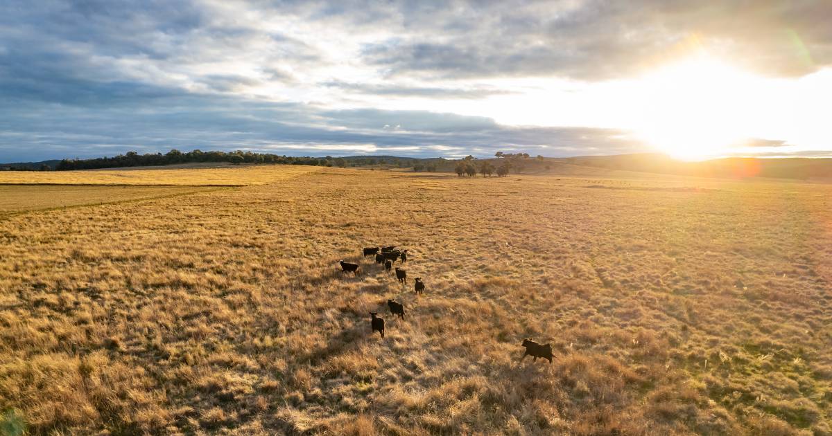 Chemical-free Canowindra