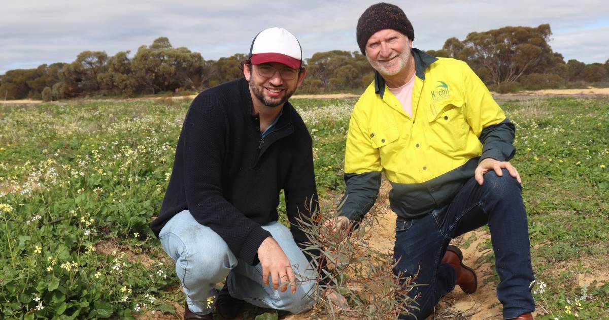 Kochii Australian Eucalyptus Oil uses organic biochar to meet meet environmental targets | Farm Weekly