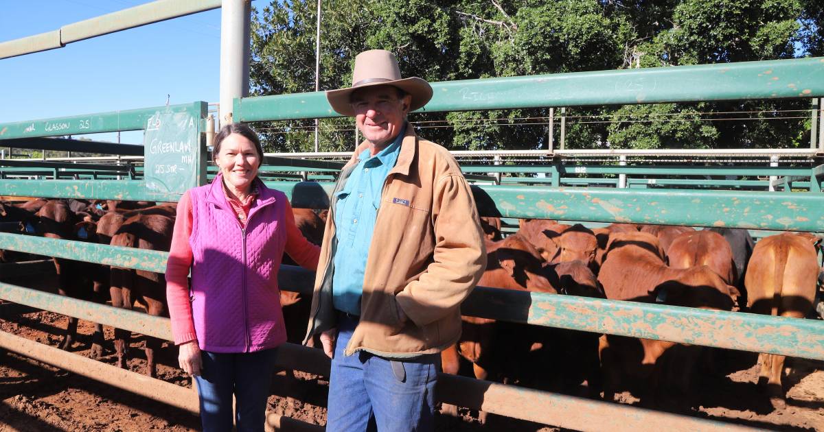 Santa weaners rebound from drought to top Blackall sale