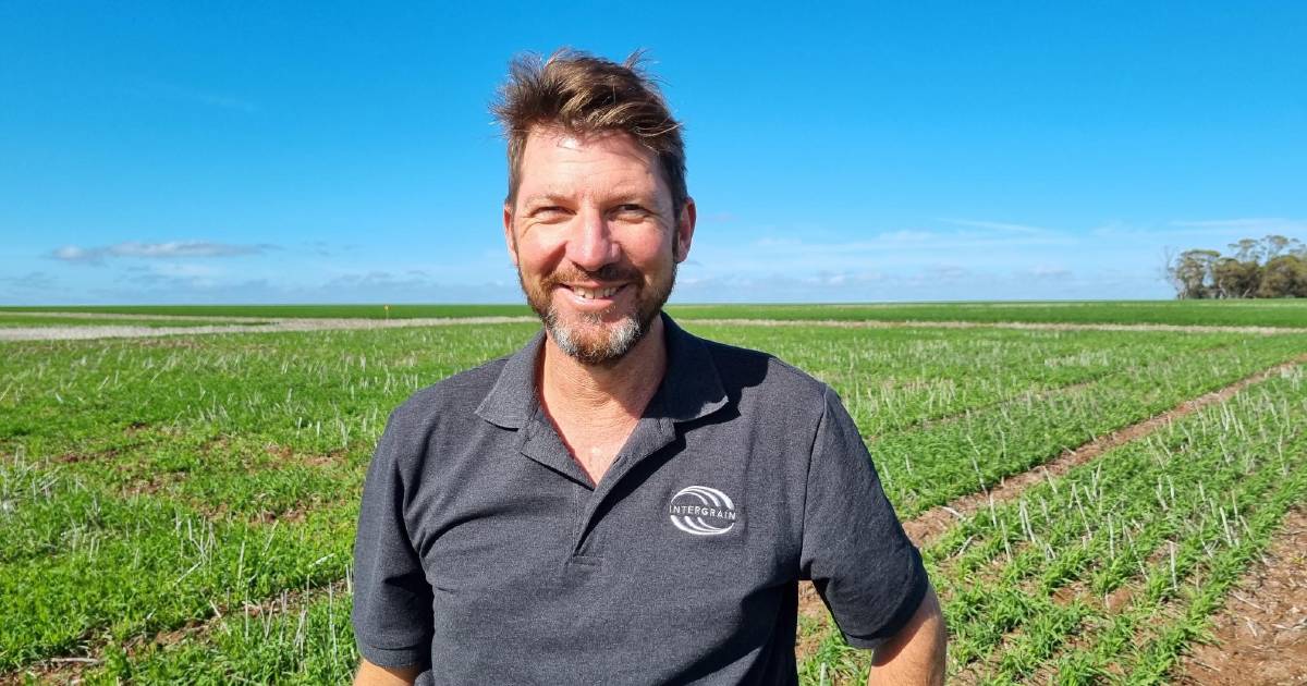 InterGrain releases new Wallaby and Kultarr oaten hay varieties | Farm Weekly