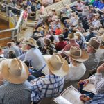 Southern shearers brought in to help get through bumper western Queensland flock