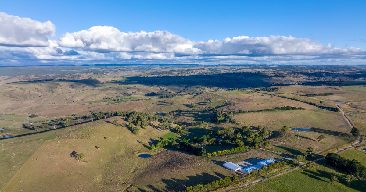 Sheep, cattle and all-new yards, shed