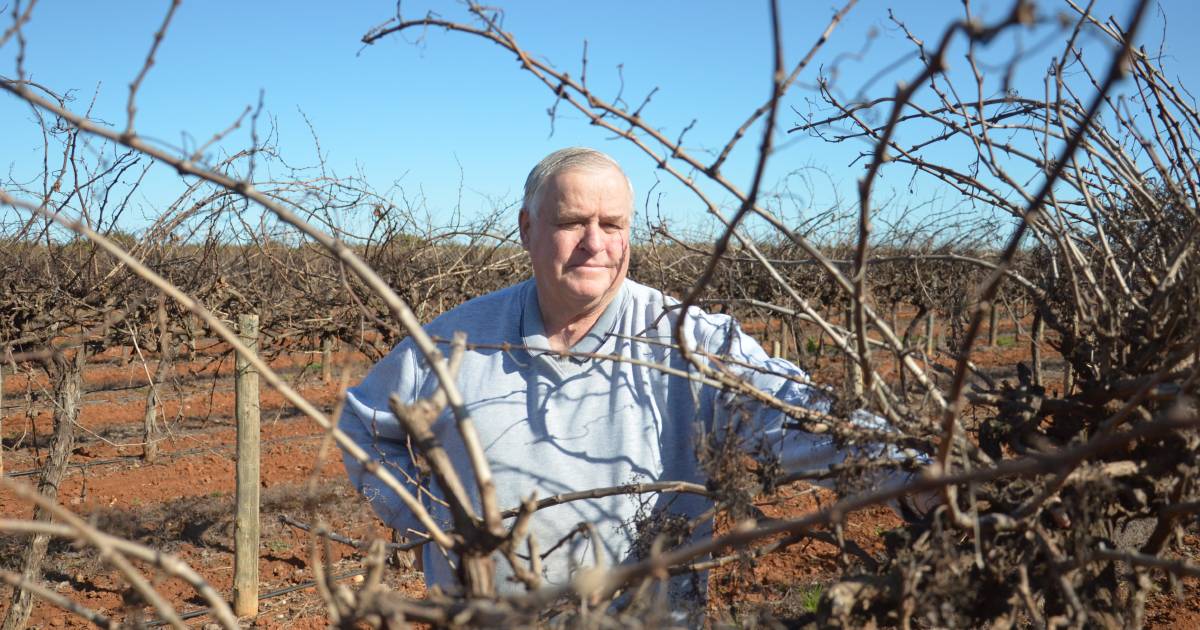 'I've had enough': Why Riverina grape farmers are selling their vineyards