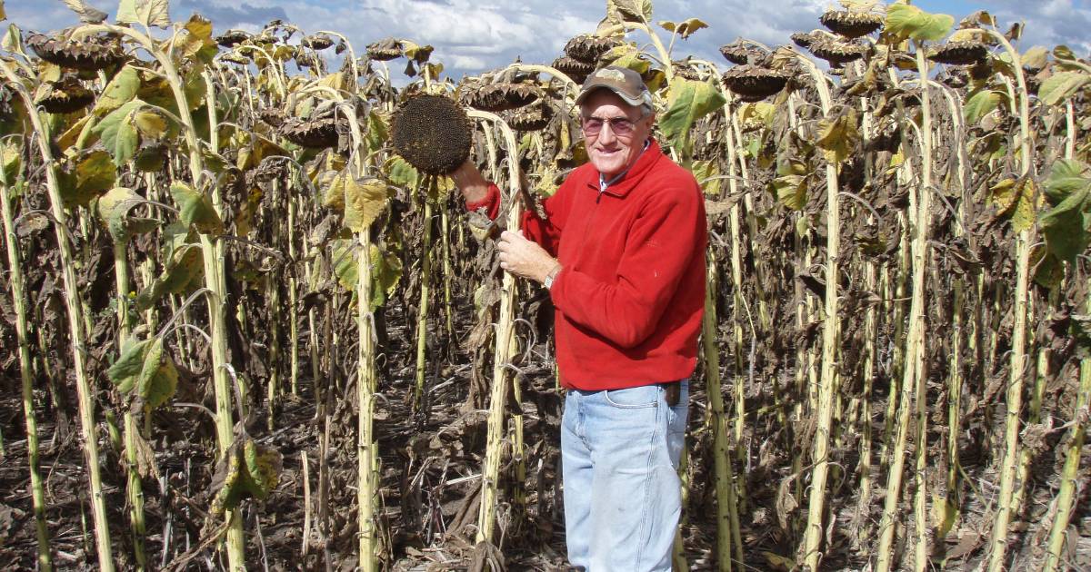 Sunflower crop options