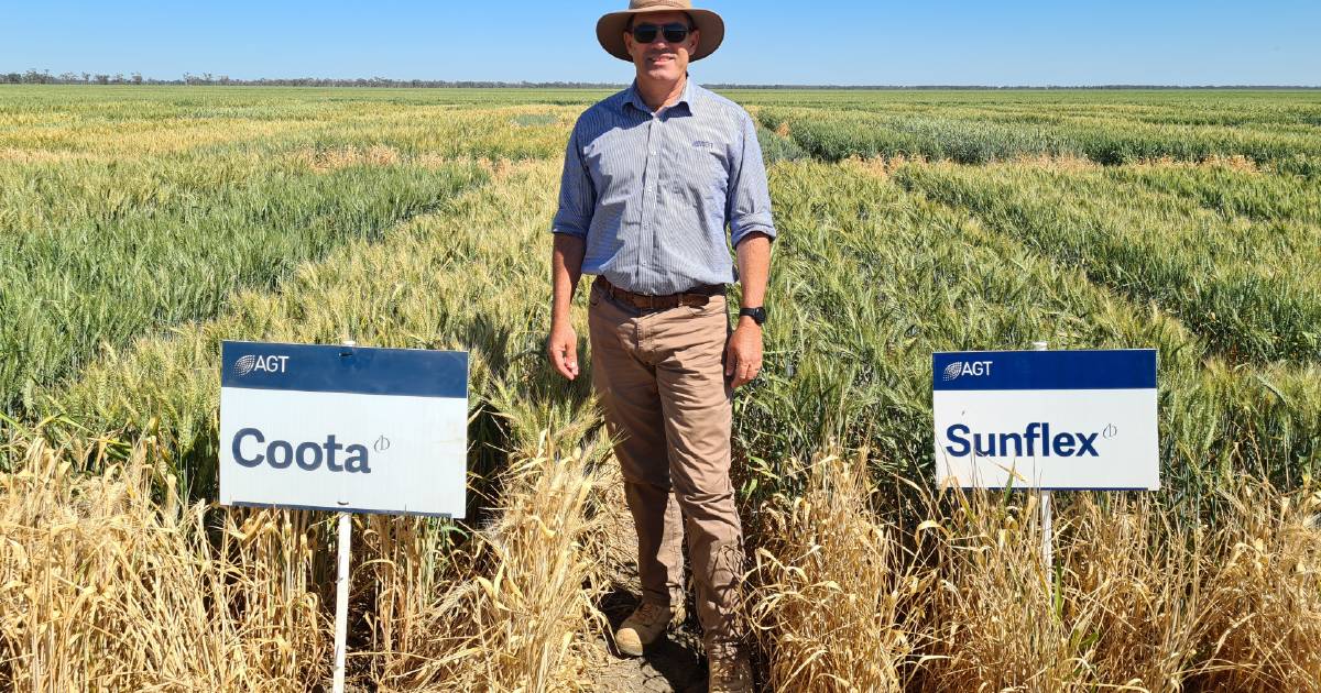 Control of crown rot involves developing varieties with resistance and via various cropping practices | The Land