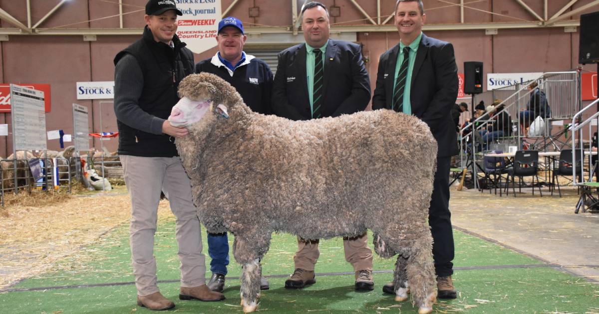 Collinsville Poll Merino ram sells for $115,000 to Kolindale stud | The Land