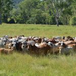 We need to be at the table on eID debate: NSW Farmers