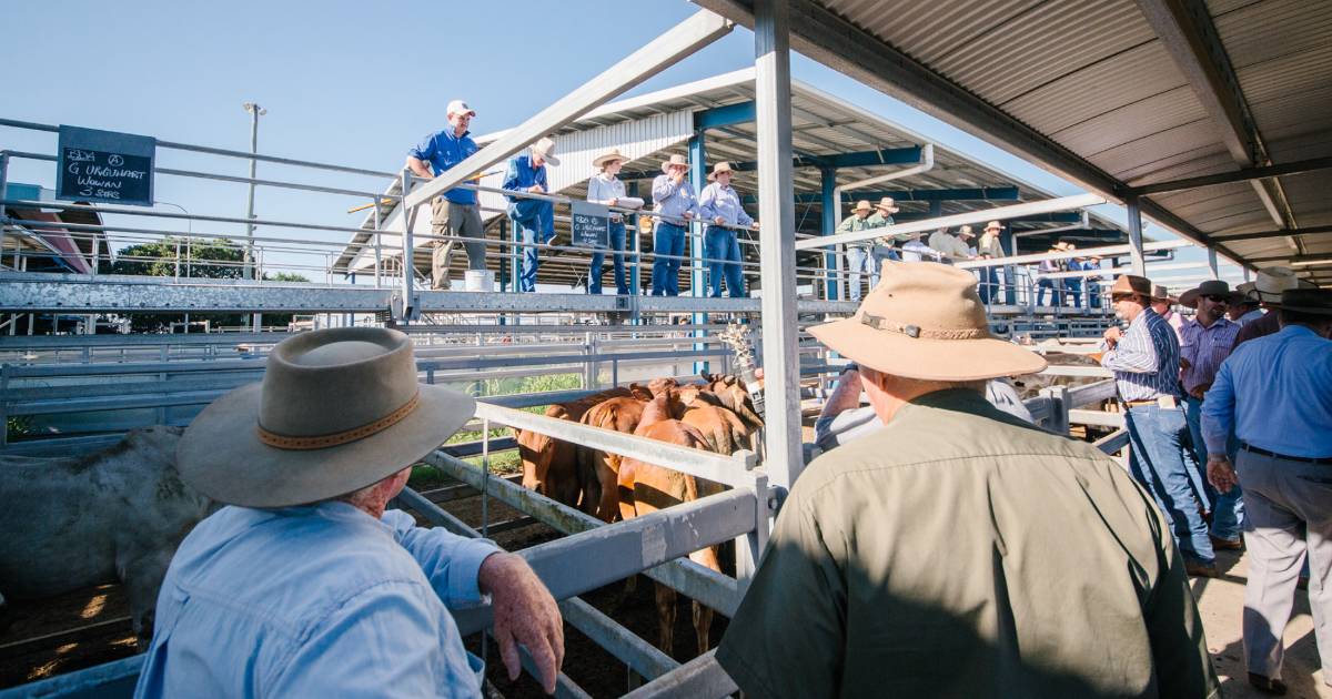 Braford steers 344kg sell for 530c/$1827 at Gracemere | North Queensland Register