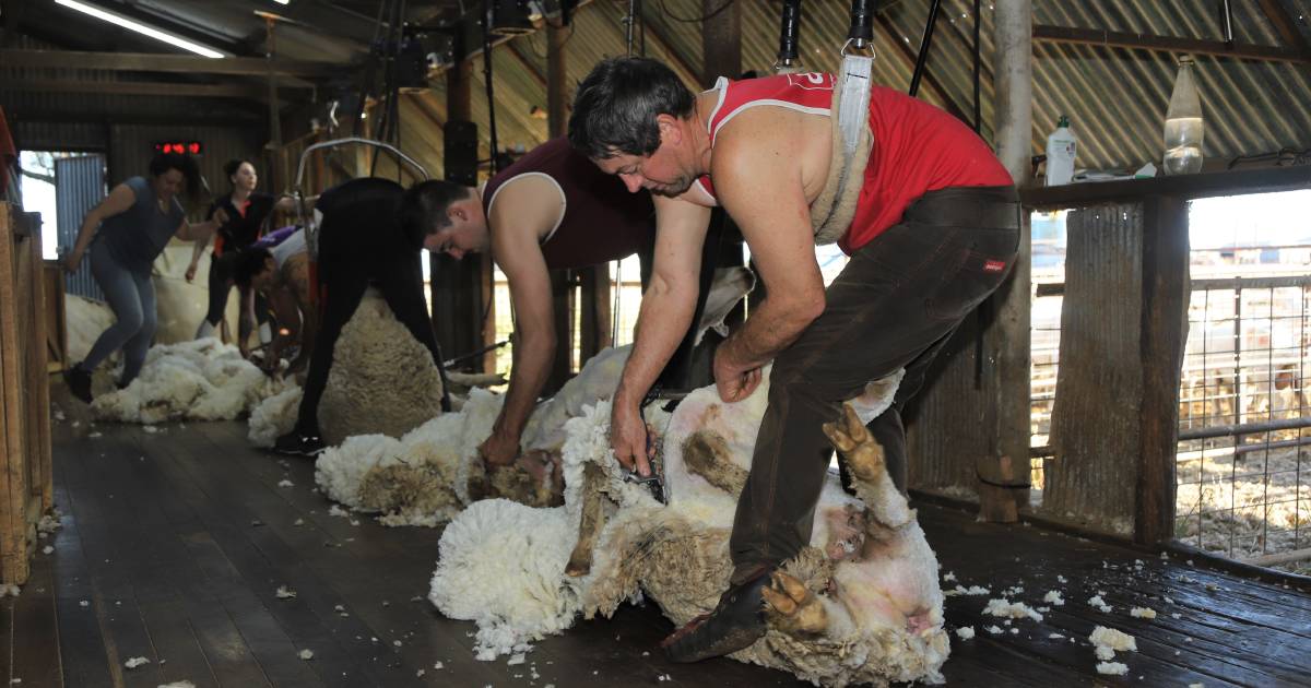 Southern shearers brought in to help get through bumper western Queensland flock