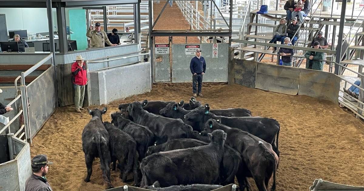 Cow with calf units to $3450 at Scone