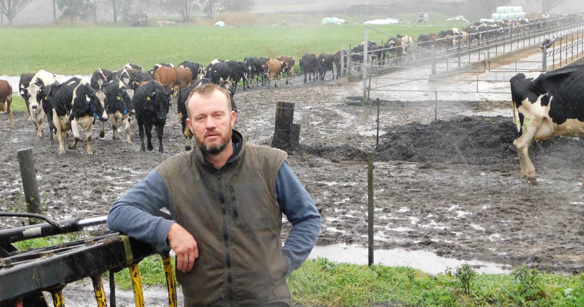 South Coast dairy farmers cop another drenching