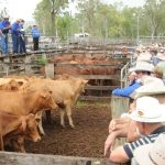 Angus vealer steer calves make $1255 at Eumundi | Queensland Country Life