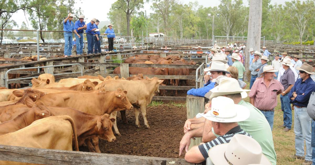 Feeders hold firm to easier at Eidsvold