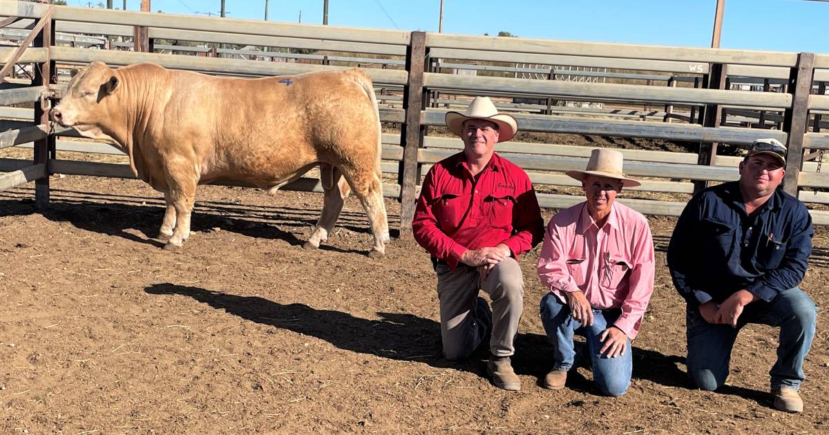 Glenlea Beef reaches $16,000 top at Winton sale | Queensland Country Life