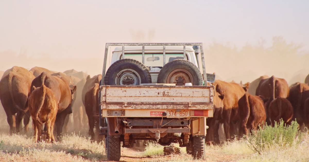 Umbearra Station in the Red Centre focuses on fertility, generational development and Red Angus | Photos