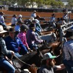 Mark Tiedemann focuses on non-mulesing his Merinos at Young | The Land