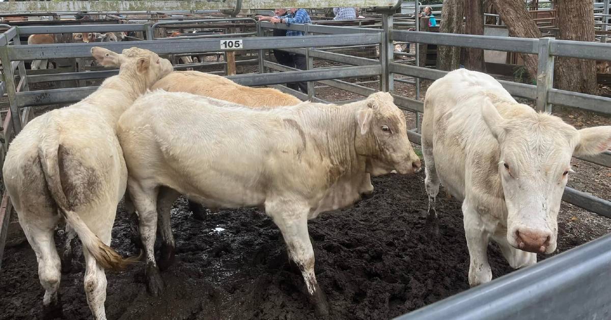 Charbray weaner steers sell for $1695 at Woodford | Queensland Country Life