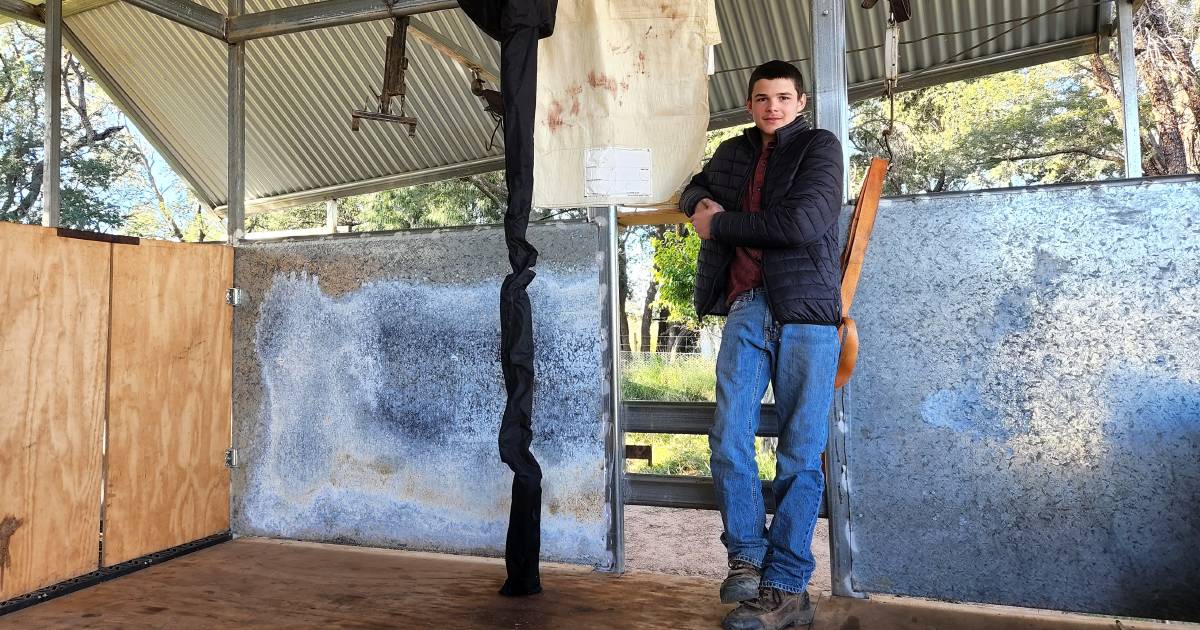 Blackall’s Marshall Baillie is only 15 but loving the shearing life | Queensland Country Life