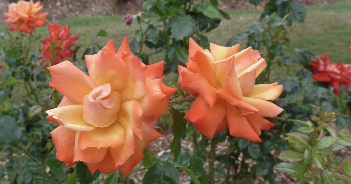 Mid-winter is the perfect moment to plant roses | In Fiona’s Garden | The Land