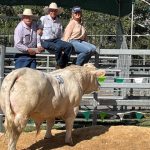 Minnie Vale Charolais meeting the market