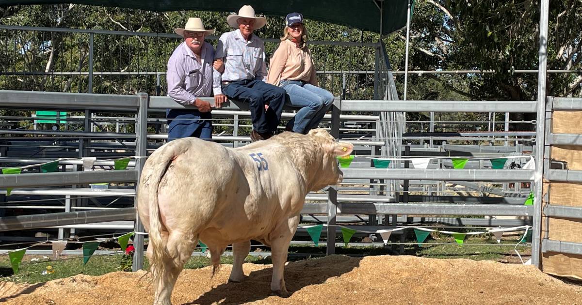 Kilkenny, Barambah-Dale Charolais and Emjay, Wellcamp Charbray sets new benchmarks | Queensland Country Life