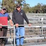 Cows sell to dearer trend at Dalby