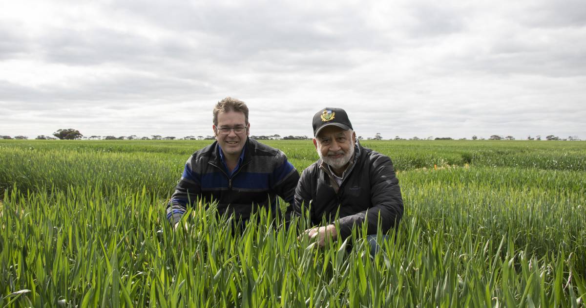 Two-year strategy to target barley grass